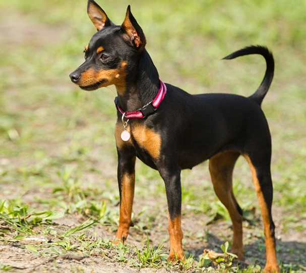 Miniature Pinscher full grown