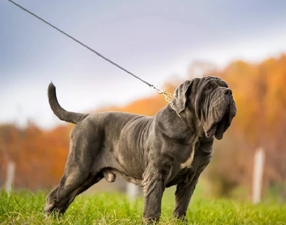 Neapolitan Mastiff pros and cons Neapolitan Mastiff pros and cons