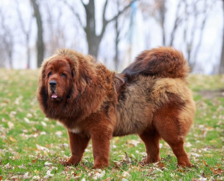 Mastiff breeds