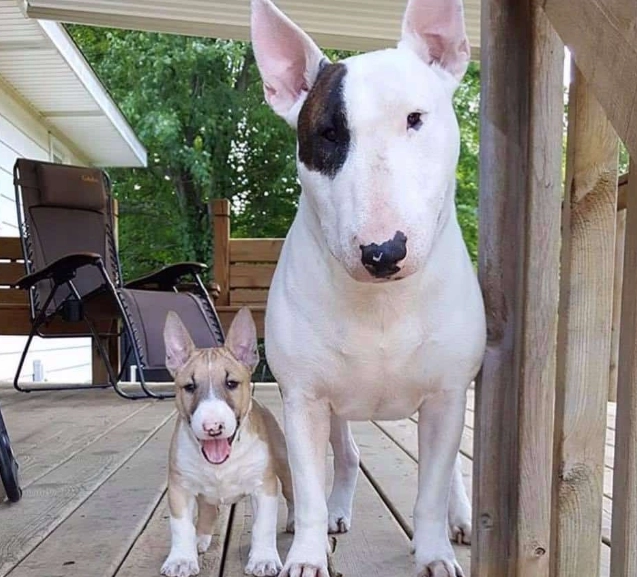 Miniature Bull Terrier weight kg