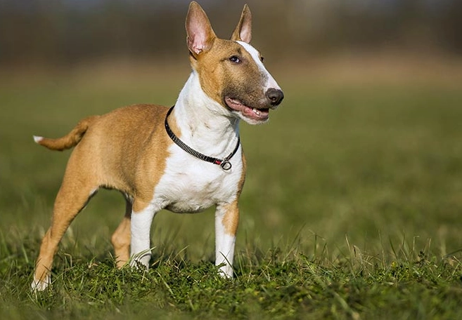 Mini Bull Terrier size Mini Bull Terrier size
