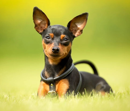 mini pinscher cost