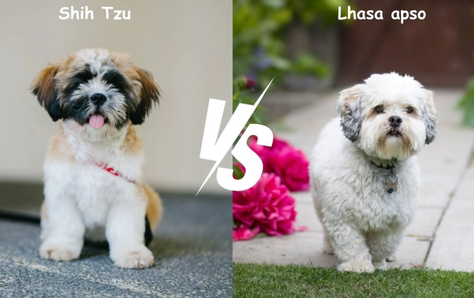 which is better Shih Tzu or Lhasa Apso