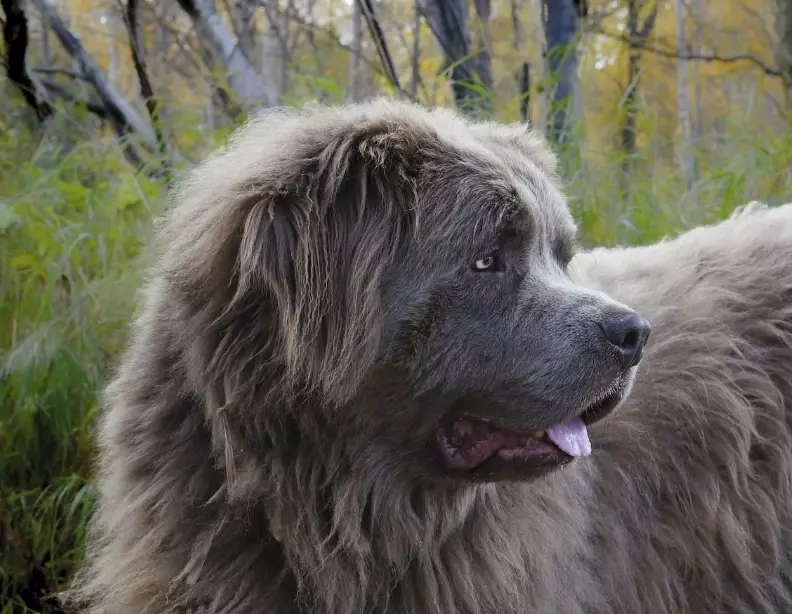 large family dogs