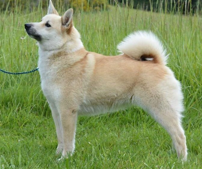 healthy weight for Norwegian Buhund healthy weight for Norwegian Buhund