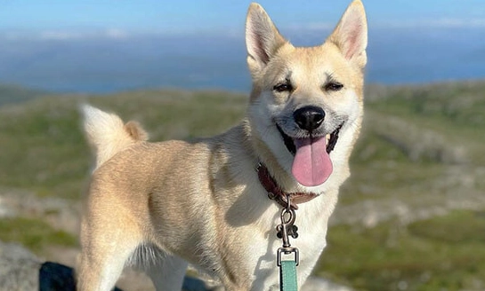 Norwegian Buhund rarity