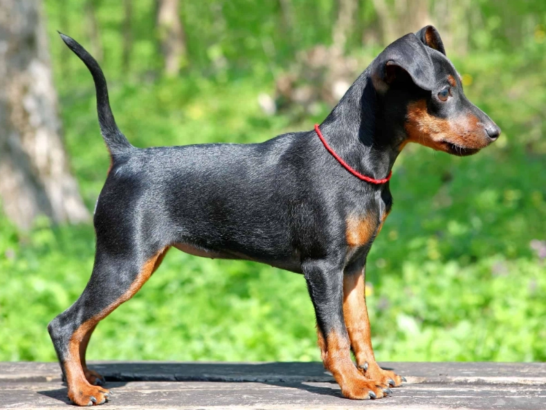 Miniature Pinscher weight