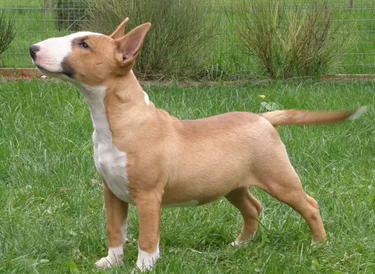 healthy weight for Mini Bull Terrier healthy weight for Mini Bull Terrier