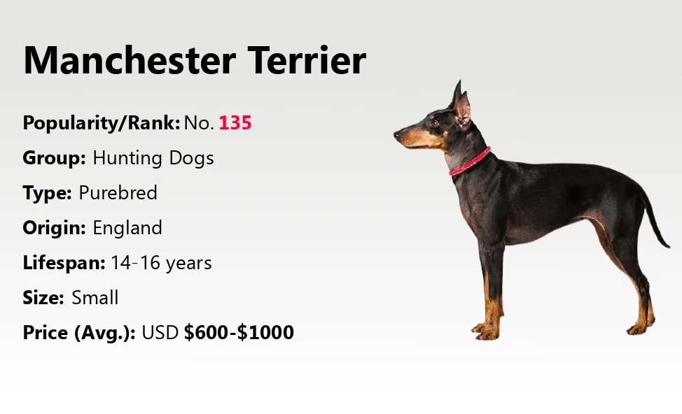 Manchester Terrier size