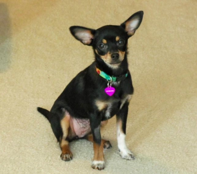 Miniature Pinscher Chihuahua mix