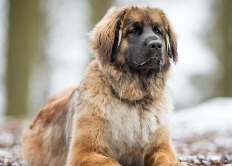 managing dog hair managing dog hair