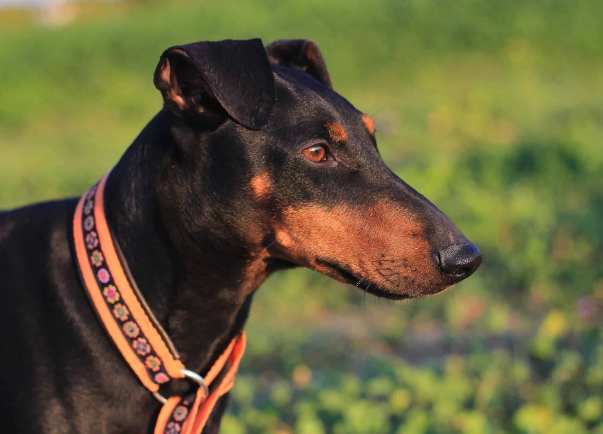 how much is a Manchester Terrier