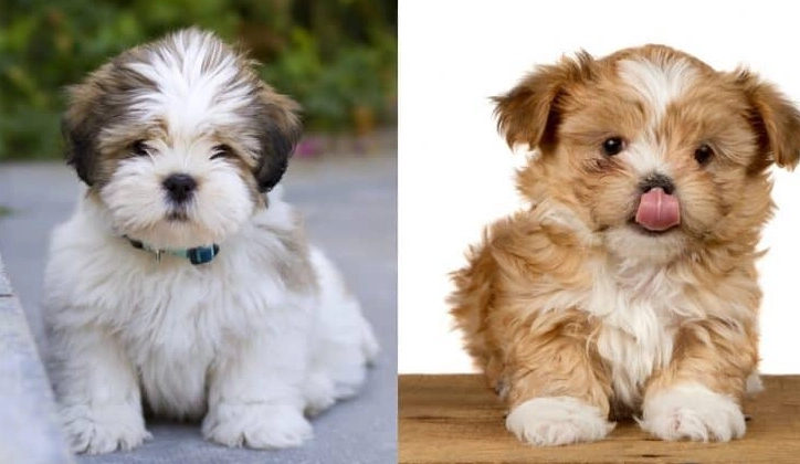 Shih Tzu vs Lhasa Apso comparison