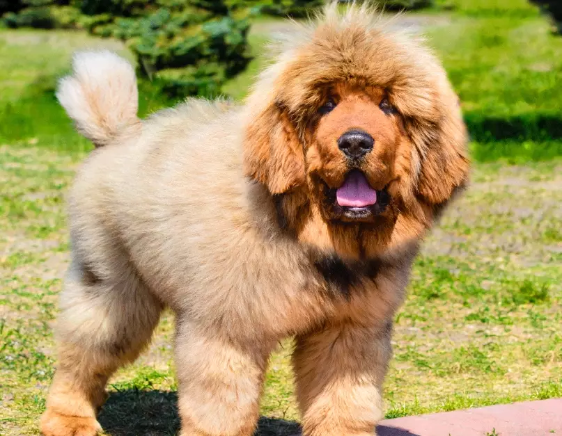 mastiff breeds mastiff breeds