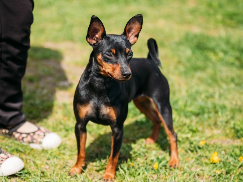 How much does a mini pinscher cost?