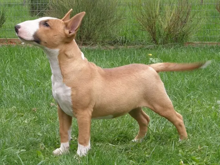 Mini Bull Terrier full grown