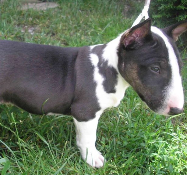 Mini Bull Terrier size Mini Bull Terrier size