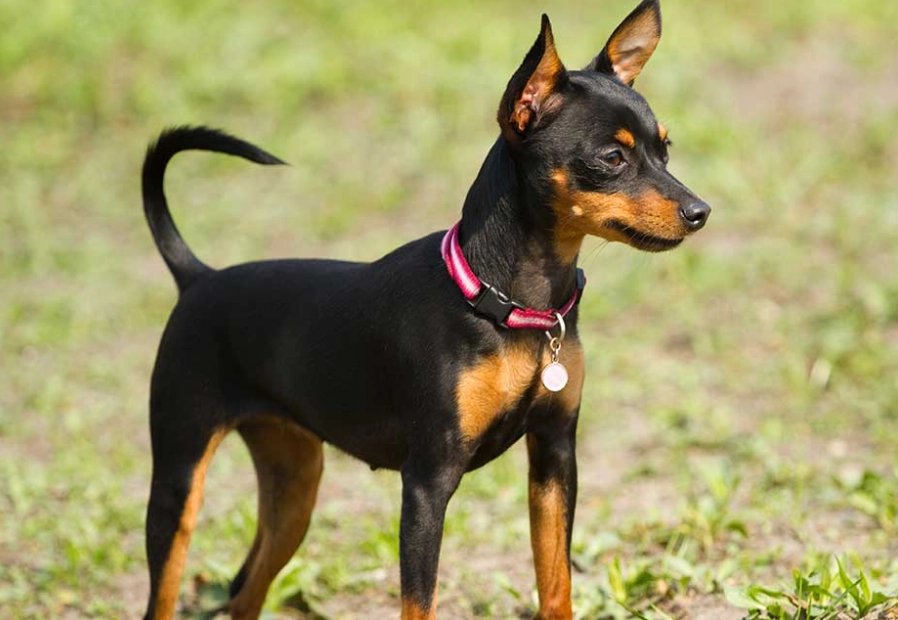 mini pinscher breed mini pinscher breed