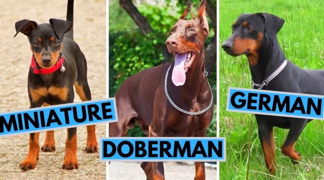 mini pinscher breed mini pinscher breed