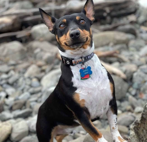 Mini Bull Terrier Chihuahua mix