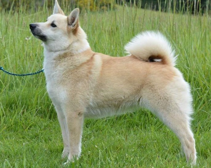rare dog breeds