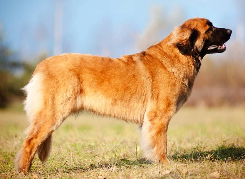 gentle giant dog breed gentle giant dog breed