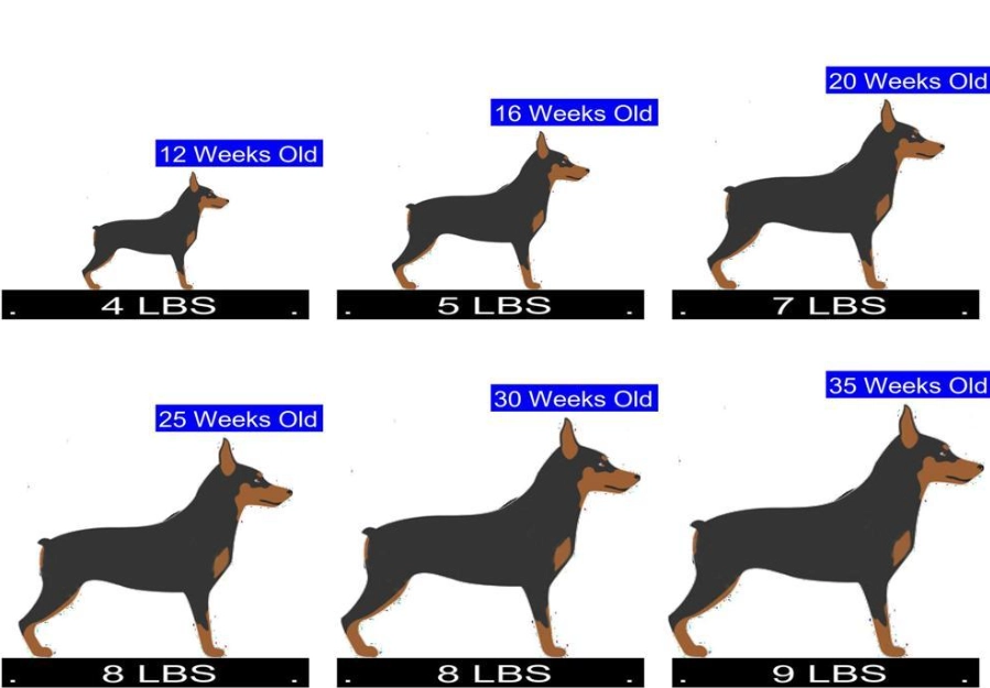 Miniature Pinscher weight