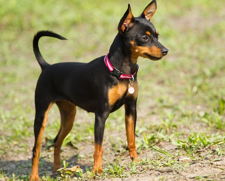 how much is a mini pinscher