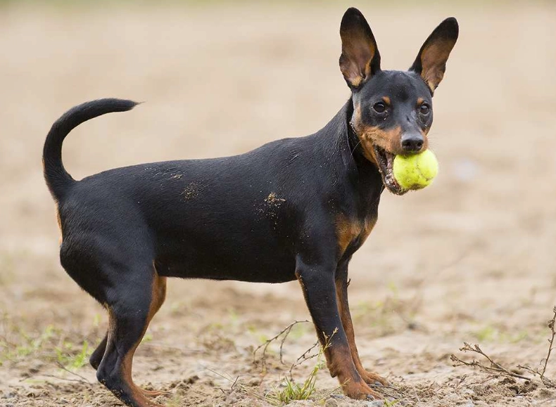 Miniature Pinscher weight