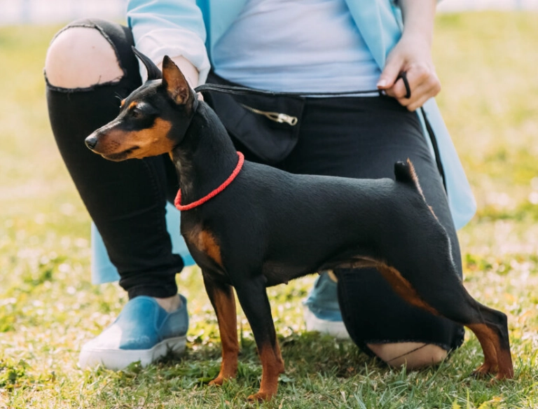 Miniature Pinscher full grown