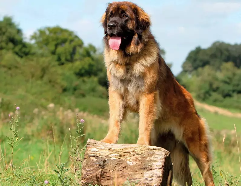 family dog temperament family dog temperament