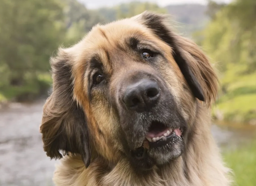 family dog temperament family dog temperament