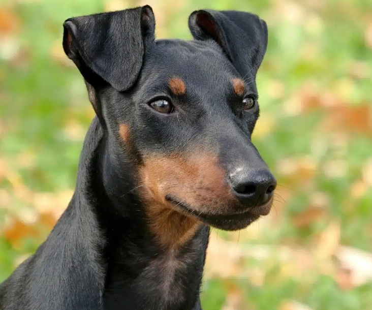 Manchester Terrier cost