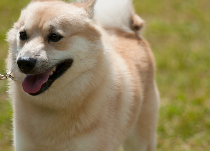 rare dog breeds