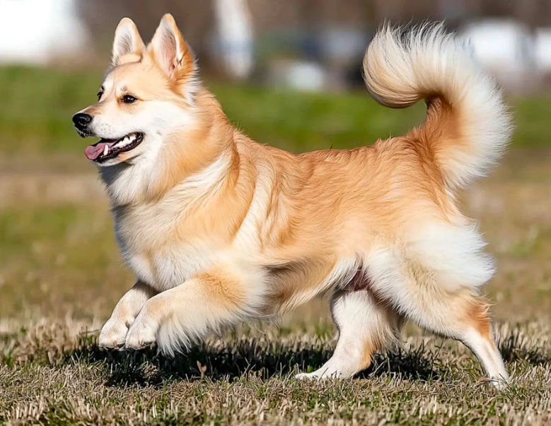 Buhund availability