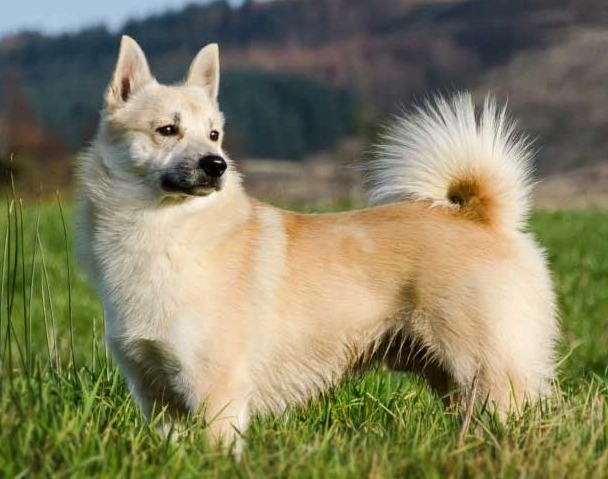 Buhund weight chart Buhund weight chart