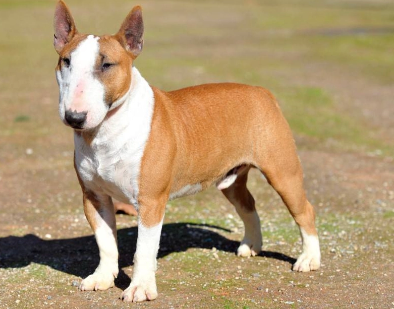Miniature Bull Terrier height and weight