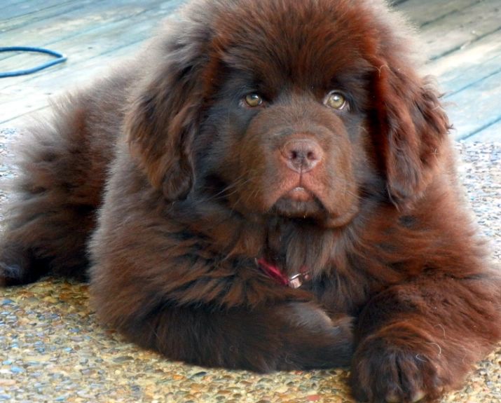 large family dogs