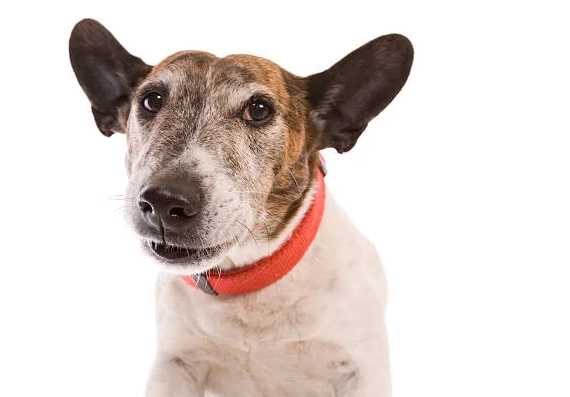 Mini Bull Terrier Chihuahua mix