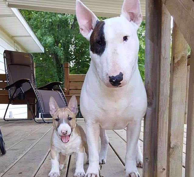 Miniature Bull Terrier height and weight