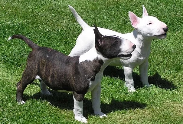 Mini Bull Terrier full grown