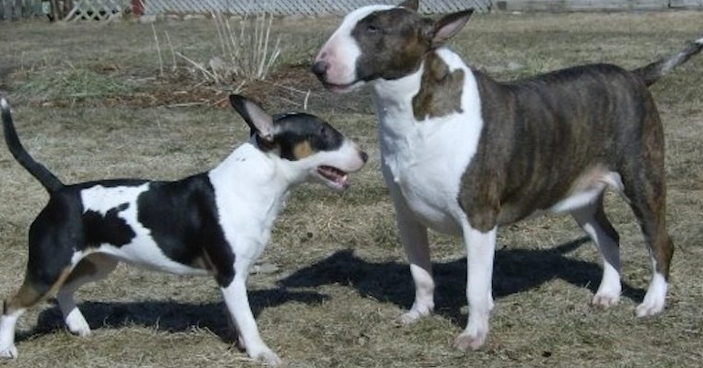 Mini Bull Terrier full grown