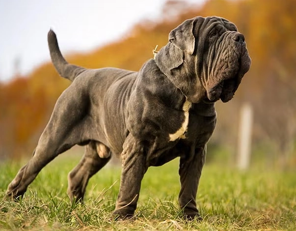 What are the disadvantages of a Neapolitan Mastiff?