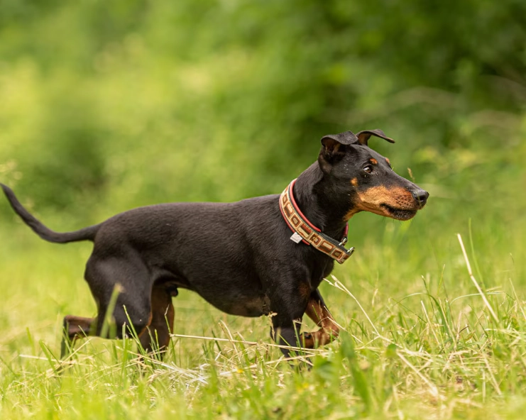 Manchester Terrier puppy price