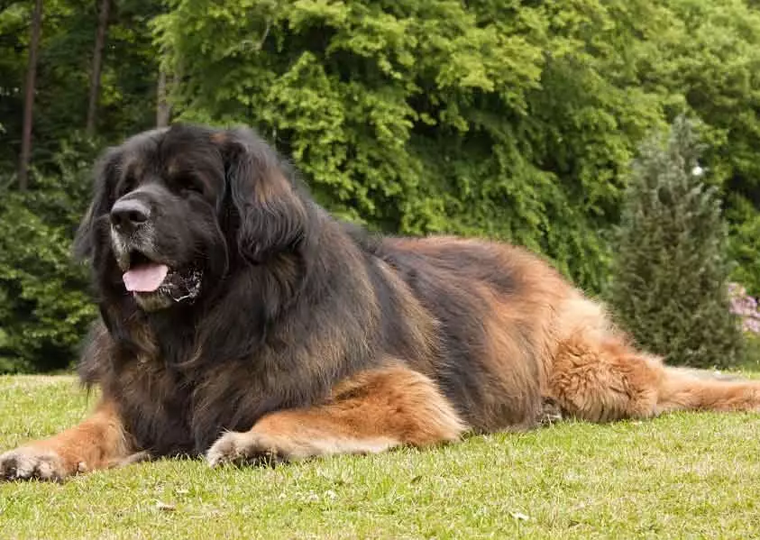 Leonberger shedding Leonberger shedding