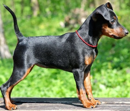 how much is a Manchester Terrier