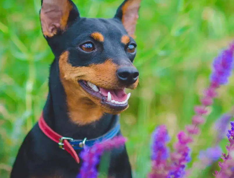 Miniature Pinscher weight