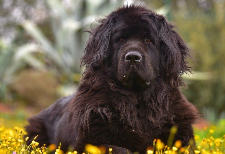 Newfoundland dog