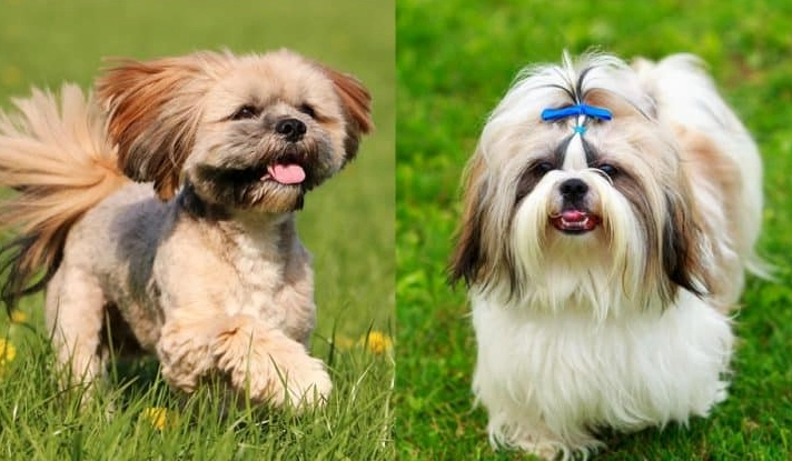 Shih Tzu vs Lhasa Apso comparison