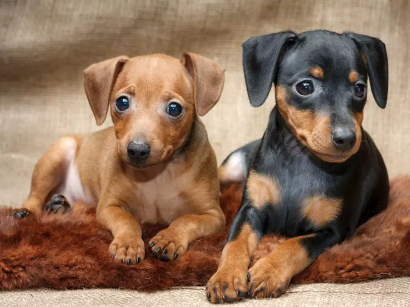 miniature pinscher price